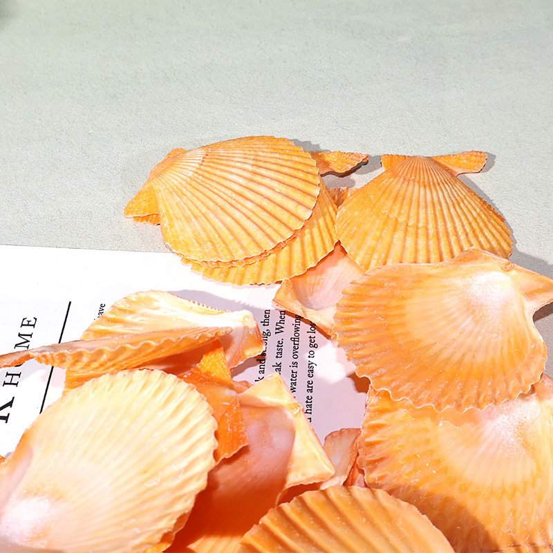 Beste gelbe Jakobsmuschel für  – Marine Fish Tank Bewertung und Preis