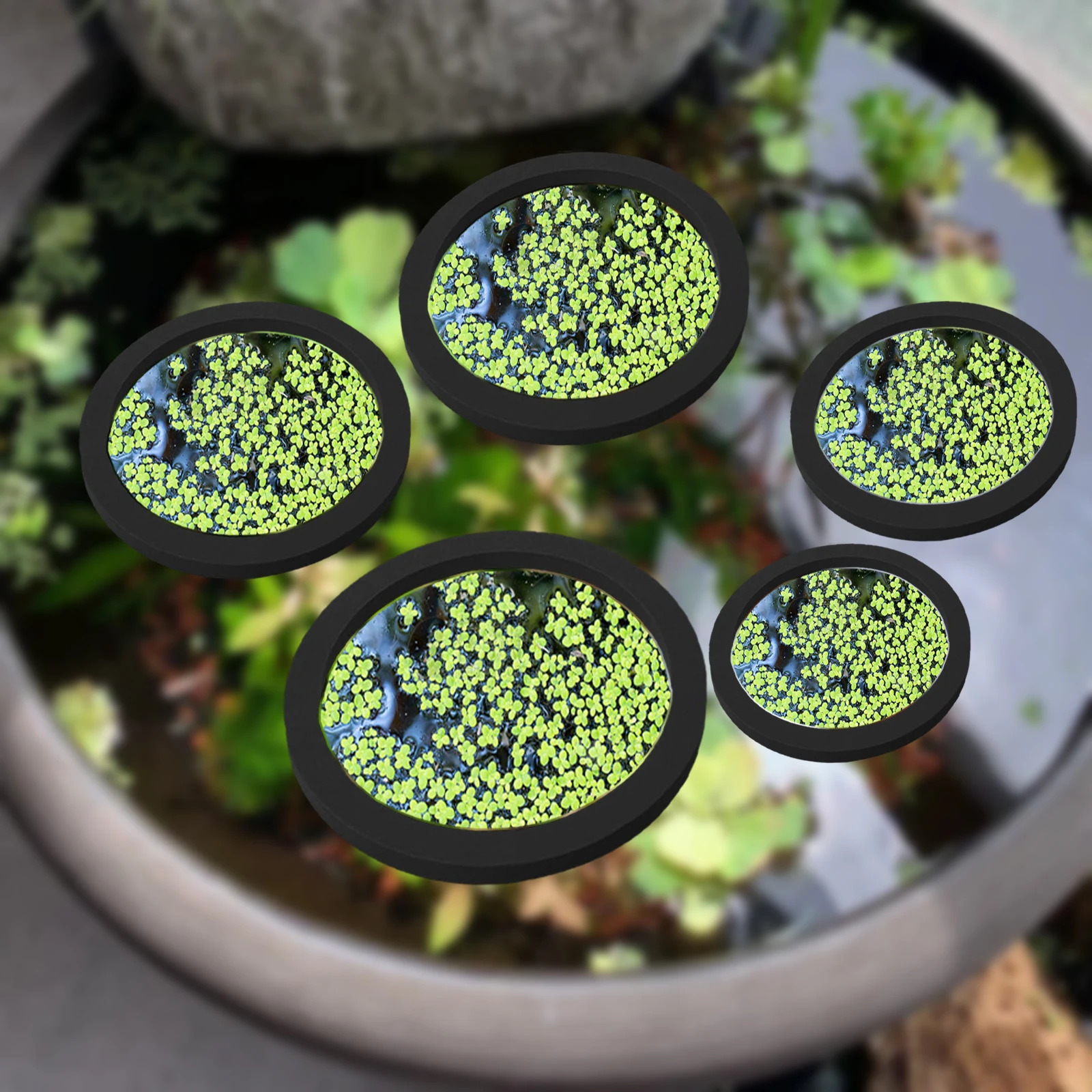 5Pcs EVA Fisch Fütterung Ring  – Ocean Aquarium Bewertung und Preis